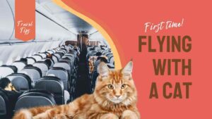Travel with a cat tips
